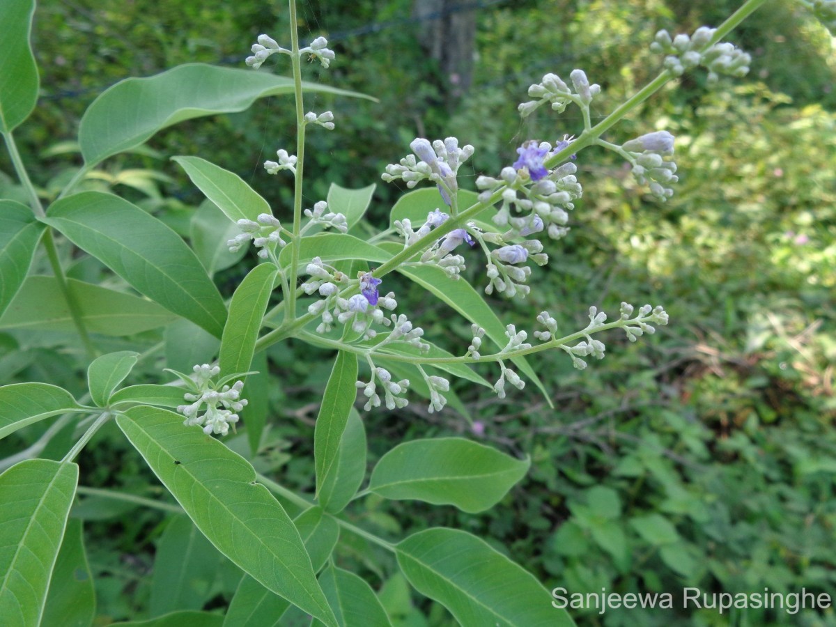 Vitex negundo L.